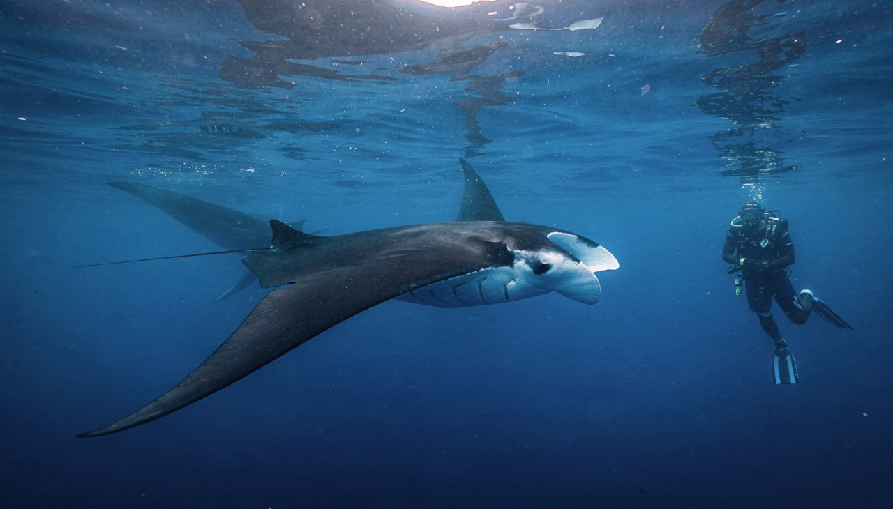 O controle preciso da flutuabilidade e do ângulo de ataque das nadadeiras faz com que o movimento pareça uma dança coreografada perfeitamente.