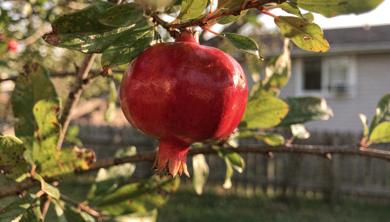 Identificar a planta requer atenção aos detalhes das flores e dos frutos pequenos que pendem dos galhos flexíveis durante a estação