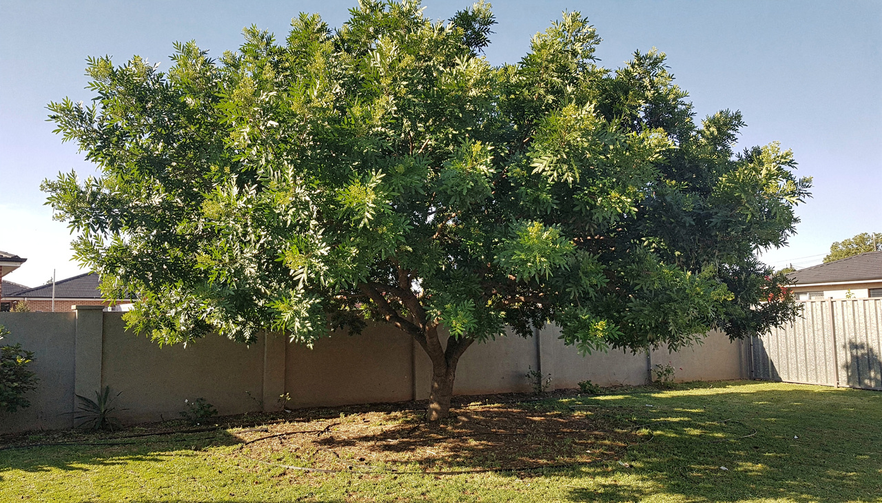 O plantio desta espécie garante um microclima agradável em poucos anos devido à sua copa ampla e pendente que filtra a luz solar com eficiência
