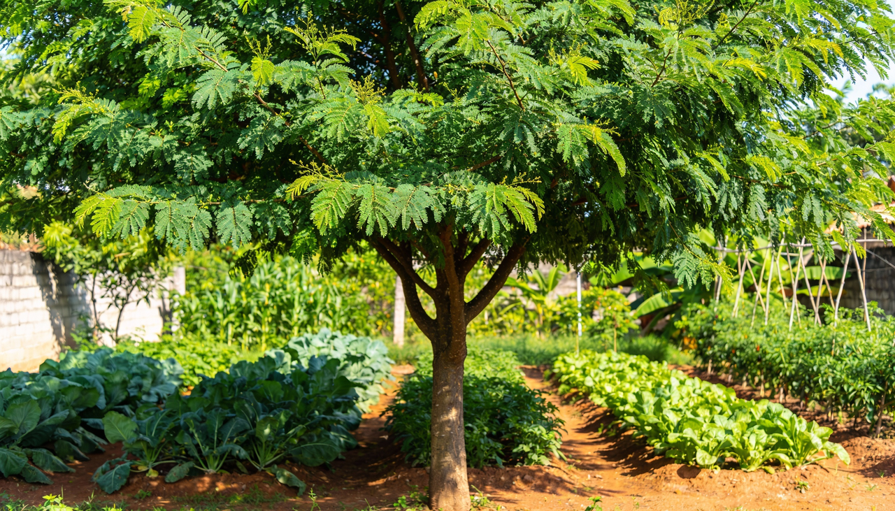 A versatilidade dessa solução natural impressiona pela abrangência em diferentes tipos de culturas, desde pequenas hortas até pomares extensos