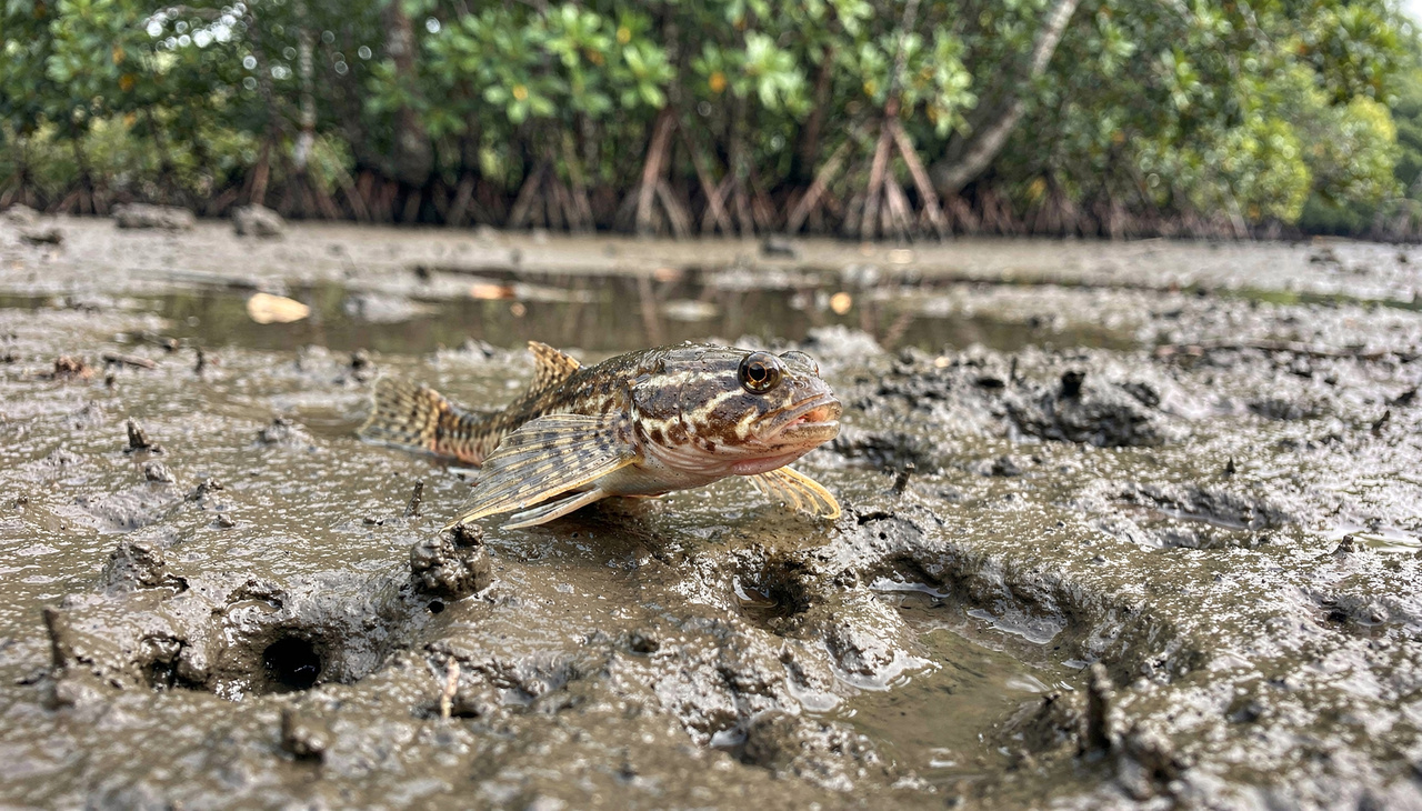 A dieta desse animal é predominantemente composta por pequenos insetos, crustáceos e detritos orgânicos