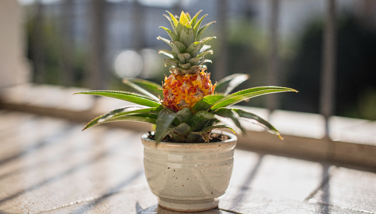 Para começar o plantio, o interessado deve selecionar uma coroa saudável e sem manchas aparentes no fruto original