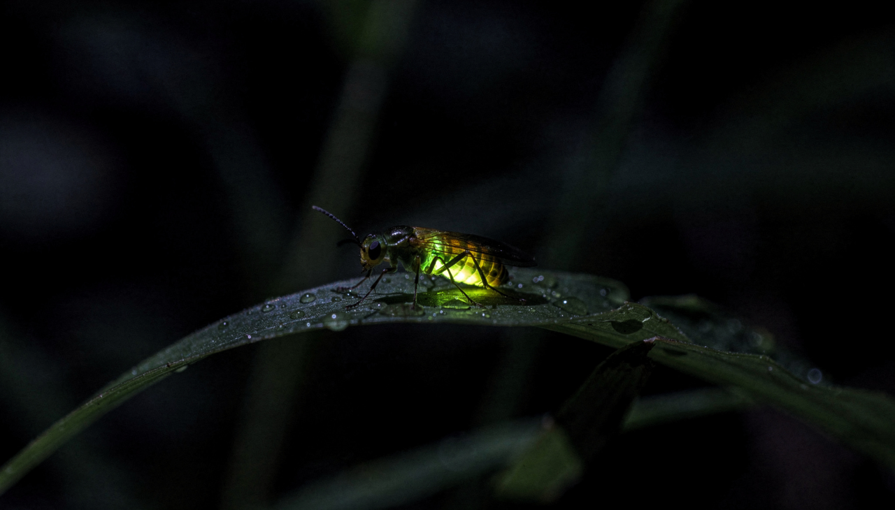 Muitas espécies nativas desenvolvem habilidades que garantem a sobrevivência em ambientes extremamente hostis