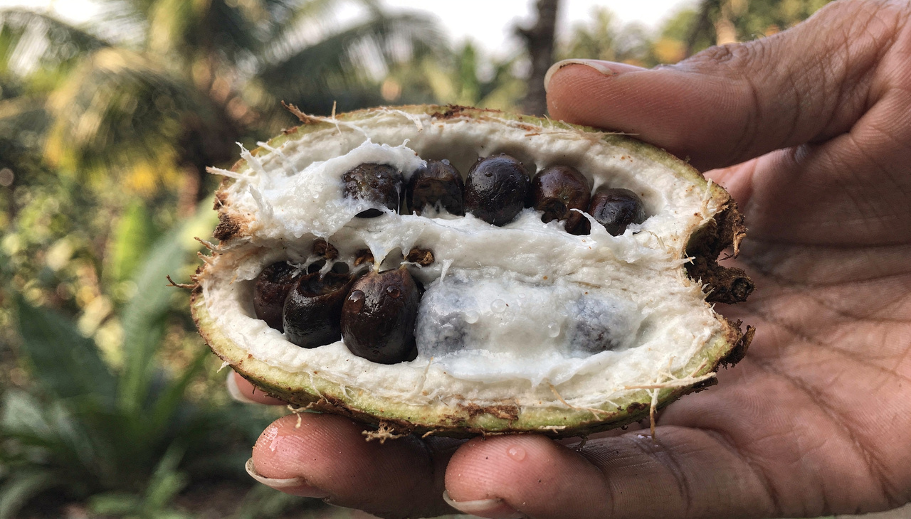 A polpa que envolve a semente possui uma textura aerada e muito similar ao algodão-doce tradicional