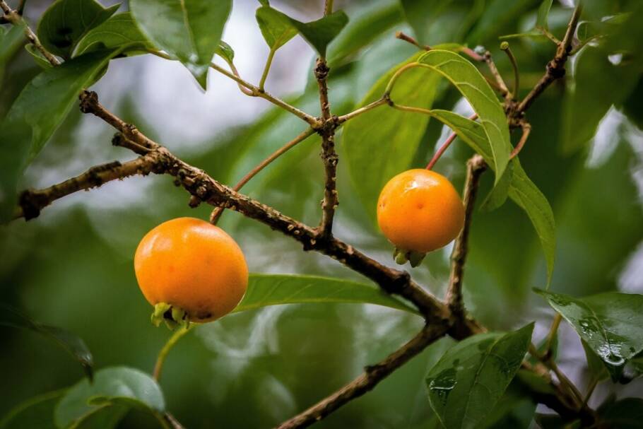 A gabiroba reúne compostos naturais que ajudam a reduzir inflamações leves e a promover o bem-estar do organismo (Imagem: Adilson Sochodolak | Shutterstock)