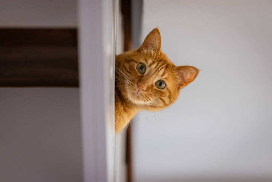 Há explicação para cada comportamento do seu gato, basta você aprender a interpretá-los