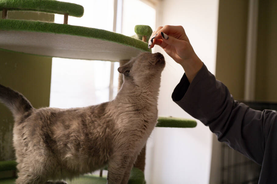 Atitudes que transmitem segurança ganham pontos positivos com os gatos na hora de escolherem seu humano favorito