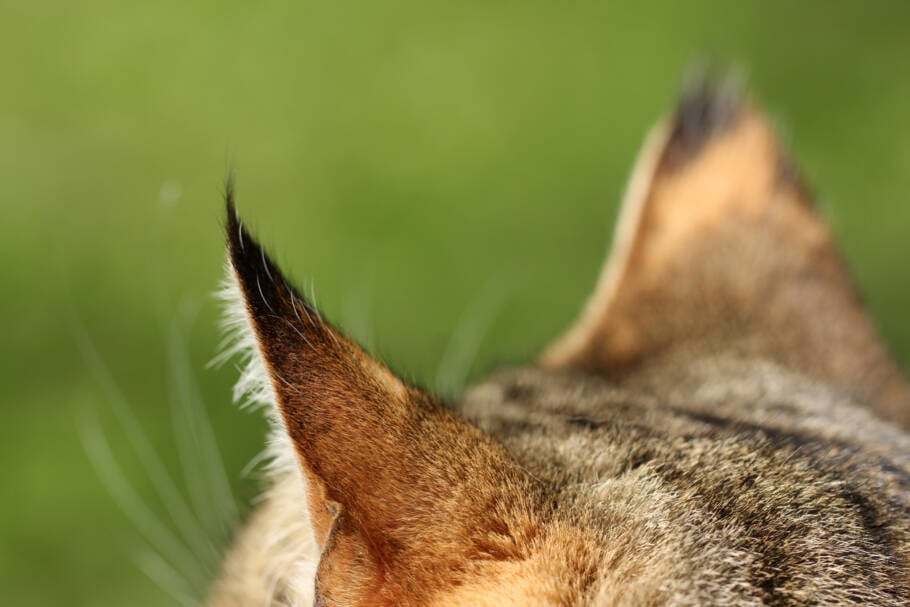 Gatos são extremamente sensíveis a sons, tons e ritmos vocais