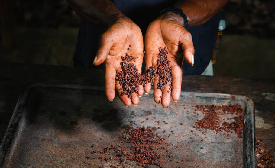 Em Bocas del Toro o cacau ocupa papel central na economia e na cultura local