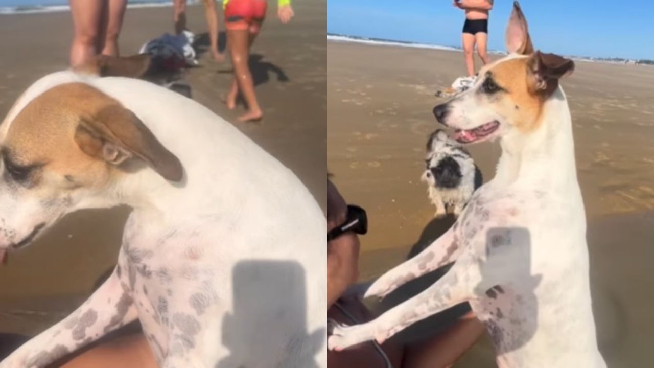 Belinha é uma vira-lata de pelagem branca com manchas amarronzadas que viveu em condições de confinamento – Fonte: (Instagram/@pinhomah)