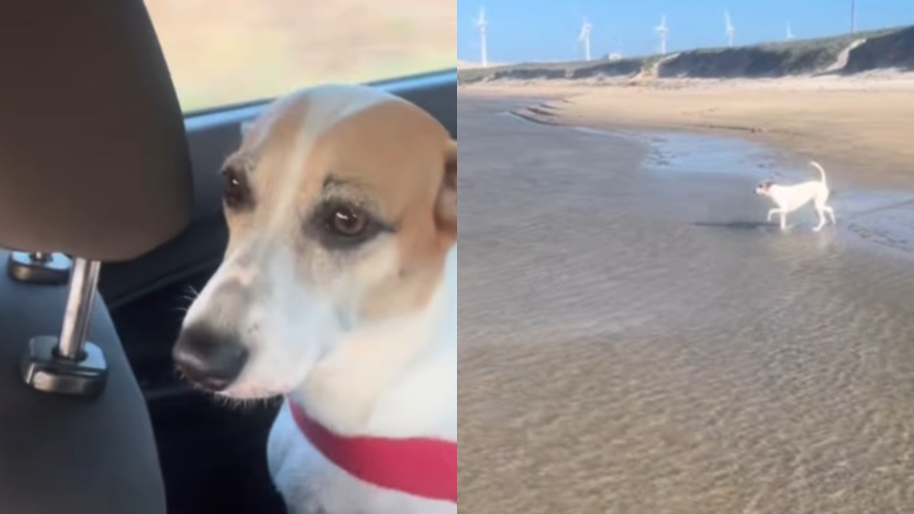 Belinha é uma vira-lata de pelagem branca com manchas amarronzadas que viveu em condições de confinamento – Fonte: (Instagram/@pinhomah)