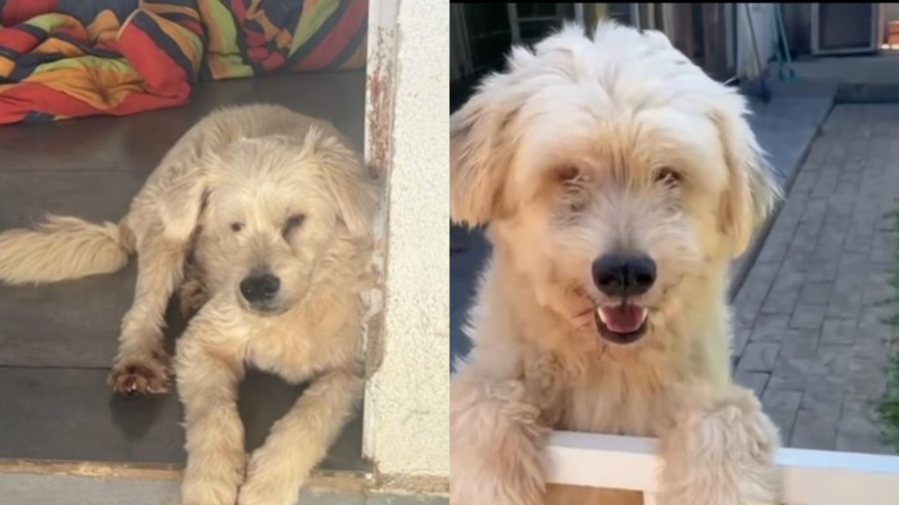 A história de Fofo expõe uma realidade dolorosa do abandono e adoção de animais no Brasil – Fonte: (Instagram/@hyppet)