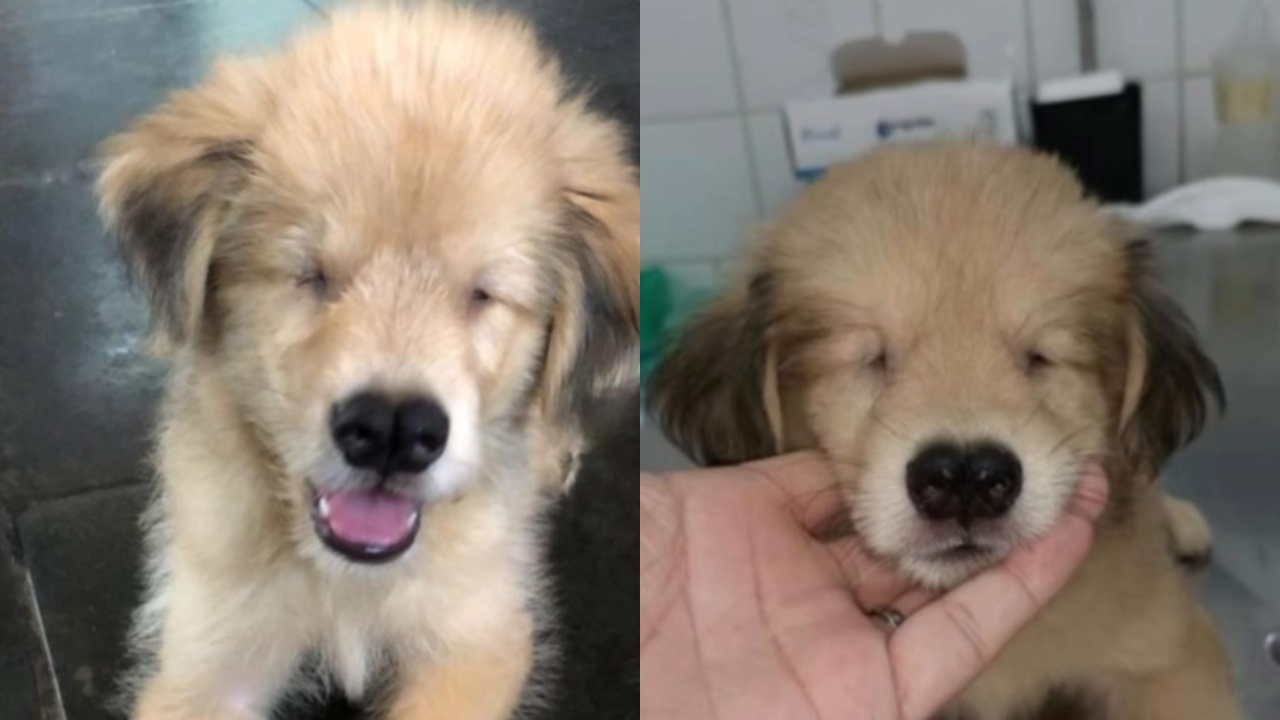 A história de Fofo expõe uma realidade dolorosa do abandono e adoção de animais no Brasil – Fonte: (Instagram/@hyppet)