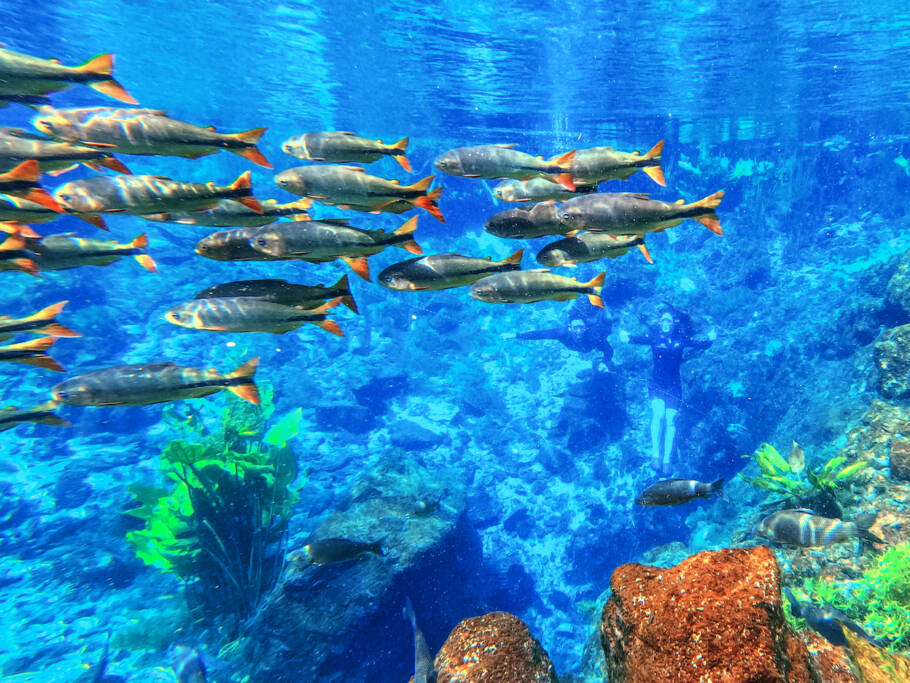 Flutuação é um dos atrativos do complexo Nascente Azul, em Bonito (MS)