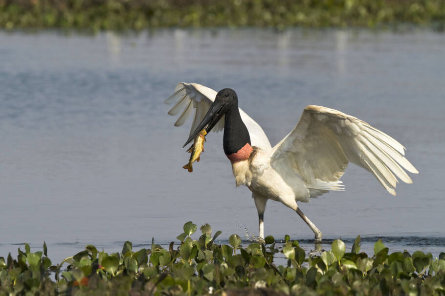 A rica vida do Pantanal foi inspiração para o poeta cuiabano Manoel de Barros