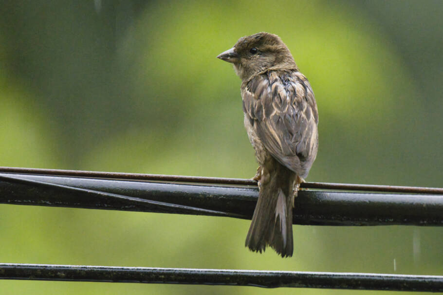 Sementes e grãos atraem pardais para seu jardim ou varanda