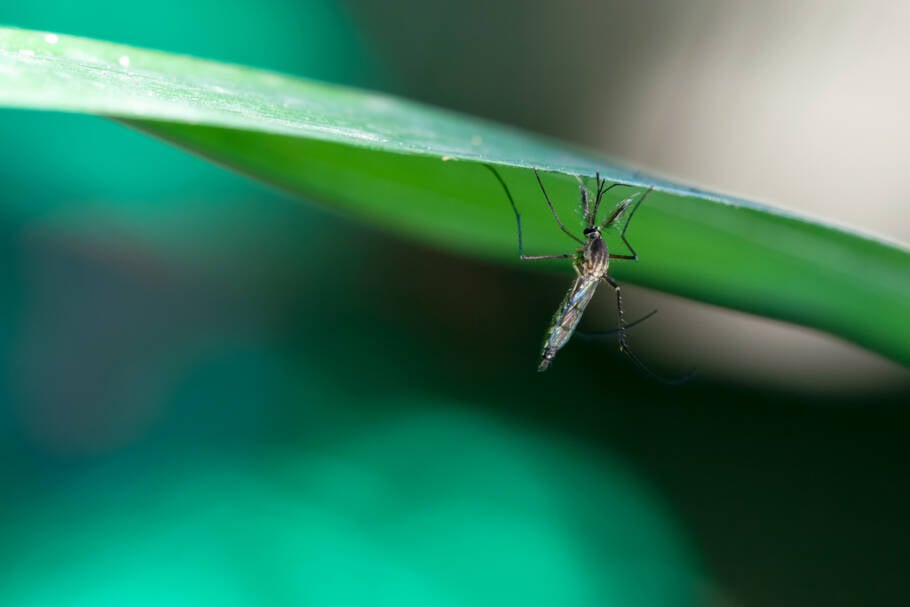 Mosquito no jardim é presença constante durante o verão