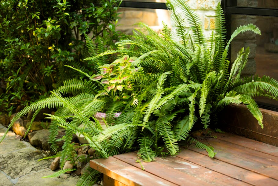 Samambaia-de-boston é uma planta que vive bem na sombra