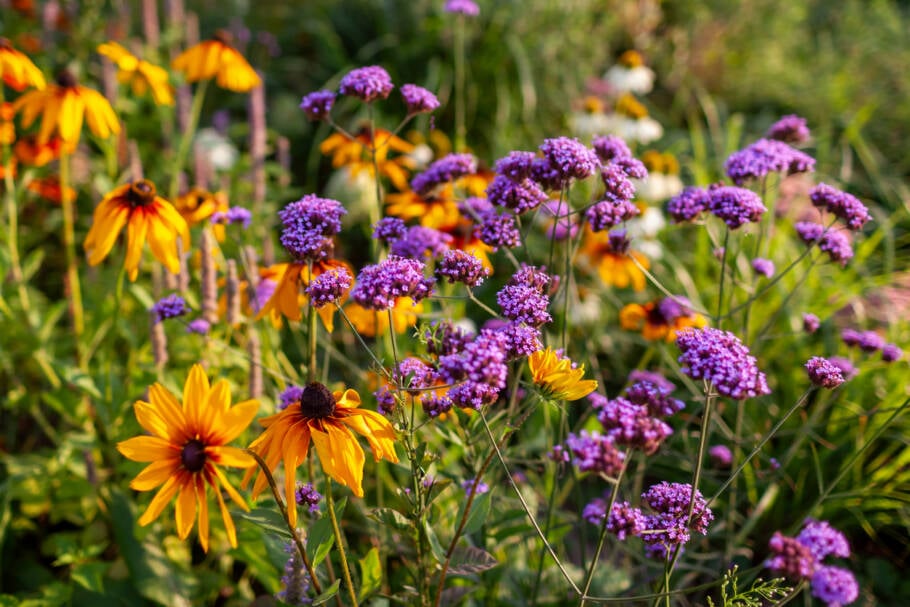 Colorida e resistente ao calor, a verbena tem uma floração abundante