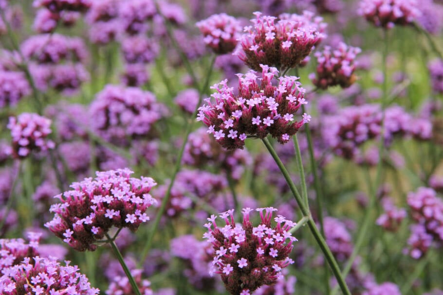 Durante grande parte do verão, a planta produz flores constantemente