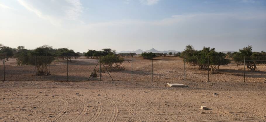 Os animais ficam numa grande área protegida