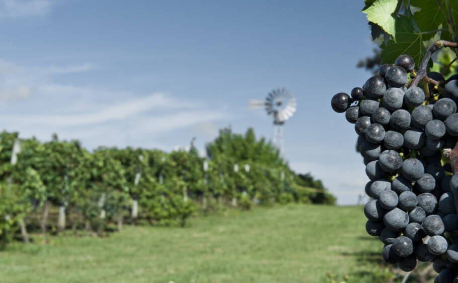 Viajar pelo universo do vinho uruguaio é mergulhar em paisagens bucólicas