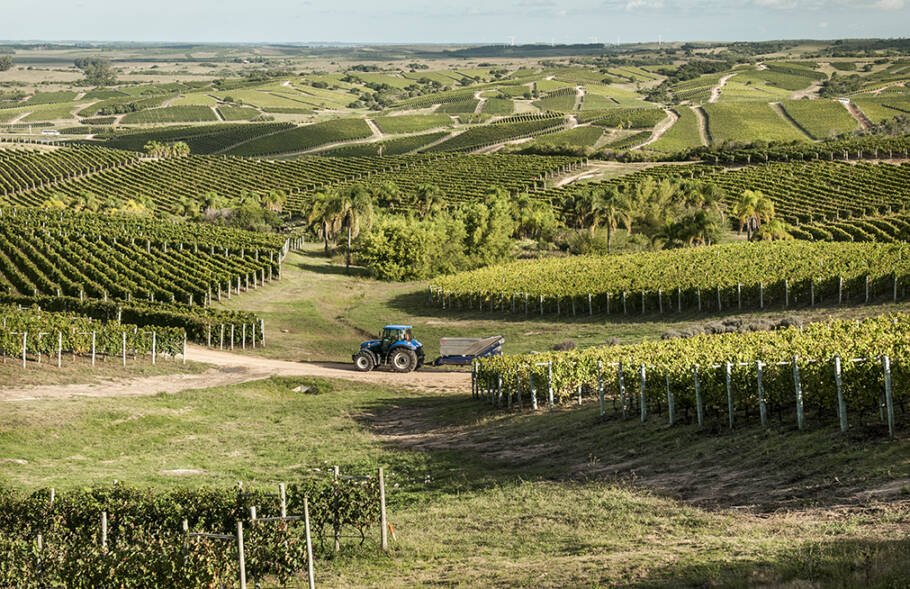 Uruguai reúne mais de 50 vinícolas distribuídas por sete regiões produtoras