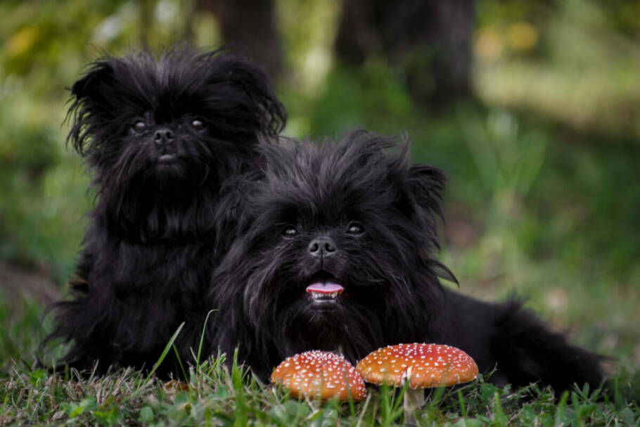 O affenpinscher é um cachorro pequeno e bastante expressivo (Imagem: katamount | Shutterstock)
