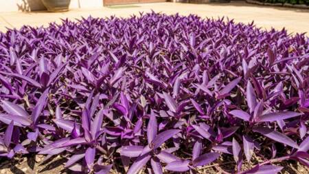 Sua coloração roxa se intensifica com maior incidência solar56