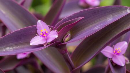 A Tradescantia pallida tolera sol pleno e altas temperaturas