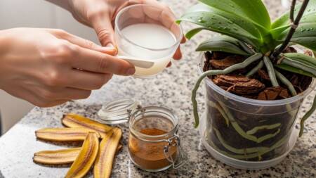 Ingredientes naturais fornecem compostos orgânicos essenciais