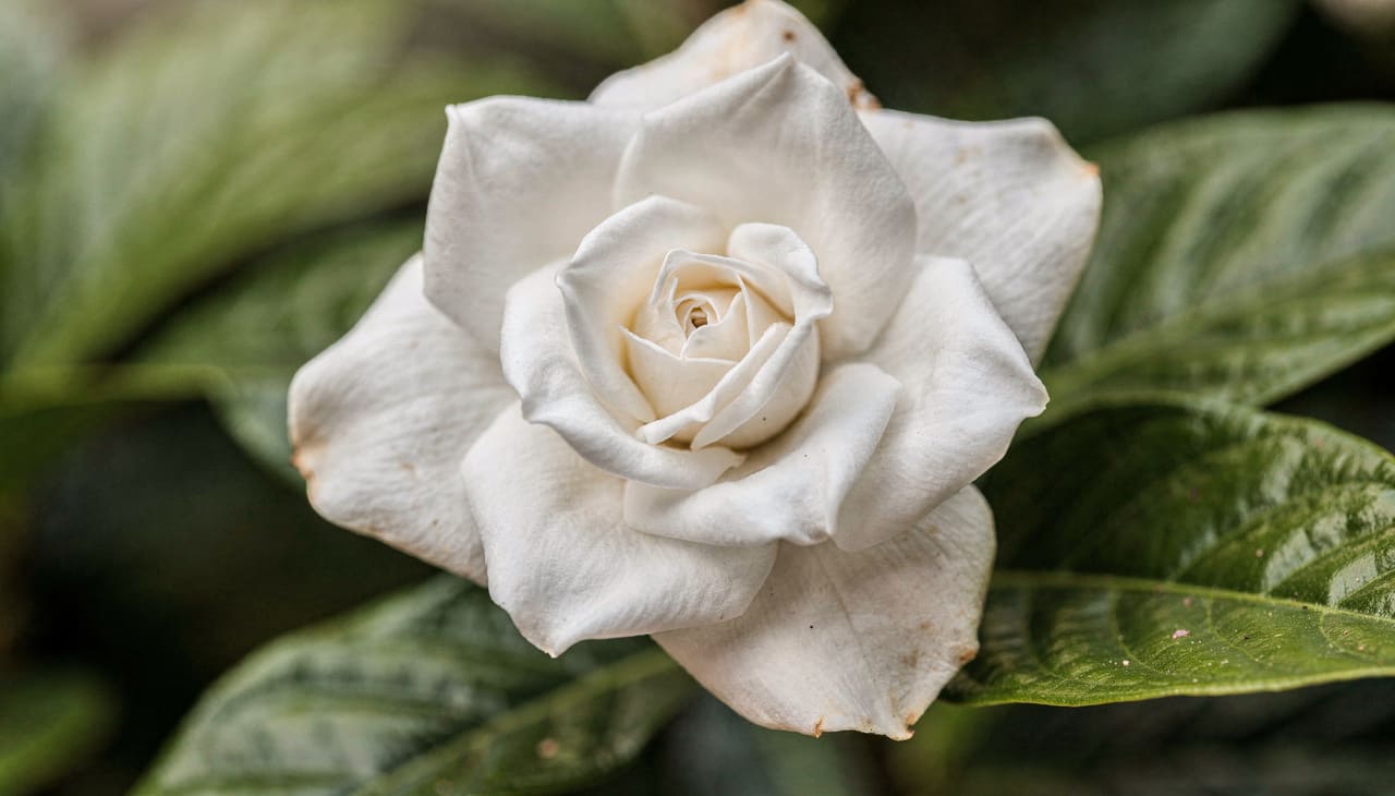 A gardênia conquistou admiradores ao redor do mundo por suas flores em formato de rosa que emergem entre folhagens verde-escuras brilhantes