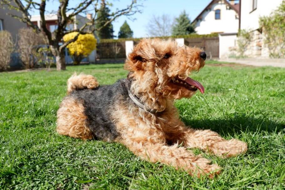 A pelagem do welsh terrier requer escovação regular para evitar nós e acúmulo de sujeira (Imagem: IIRaZZoRII | Shutterstock)