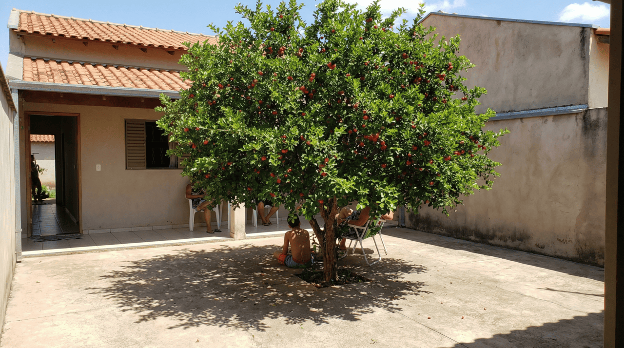 O crescimento da aceroleira é considerado relativamente rápido para uma frutífera de jardim, especialmente quando comparado a outras árvores de porte similar