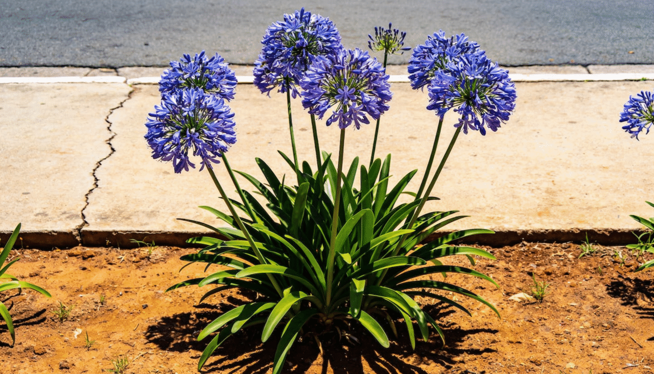 Cultivar jardins exuberantes nessas condições hostis exige seleção criteriosa de espécies