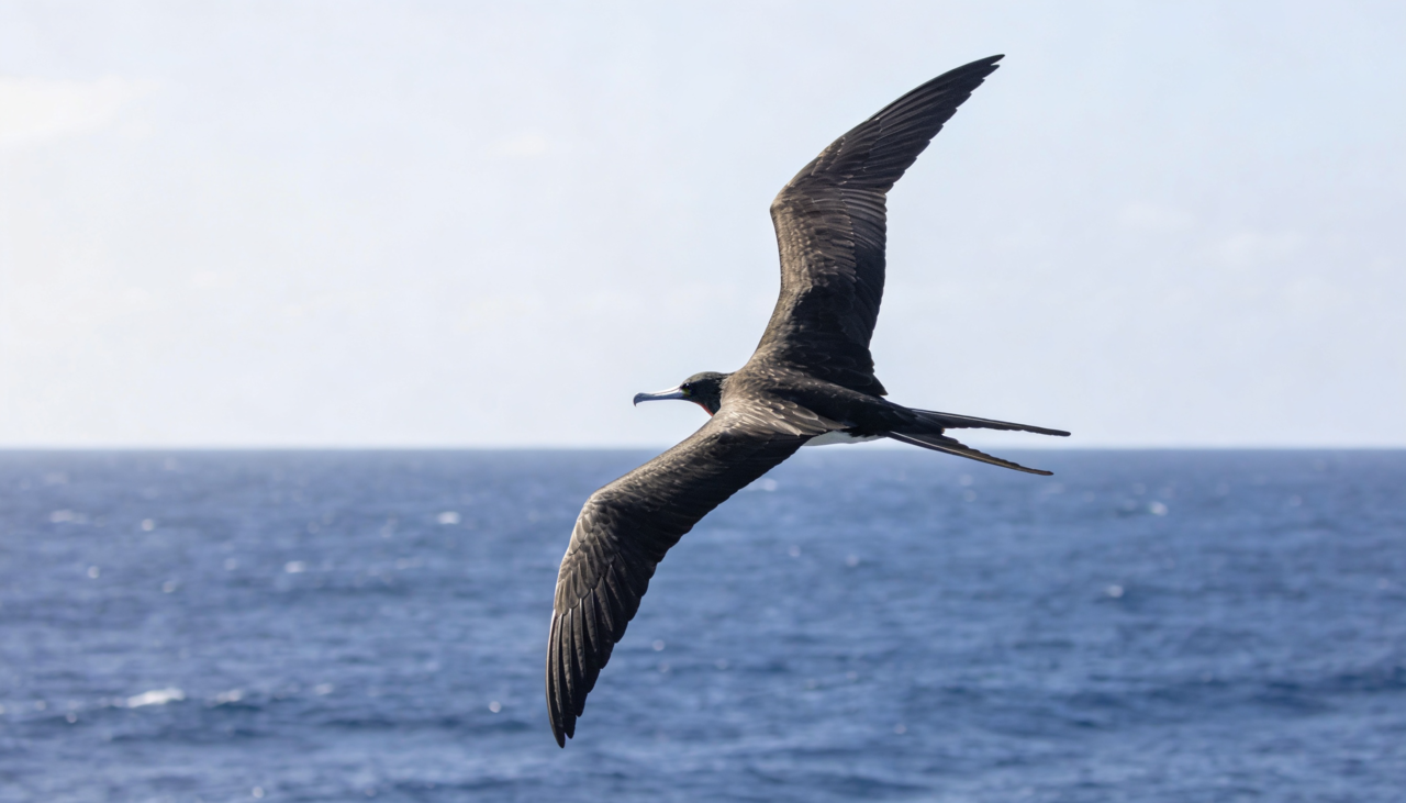 A resiliência biológica apresentada por esses animais ensina que o descanso não é necessariamente uma ausência de atividade