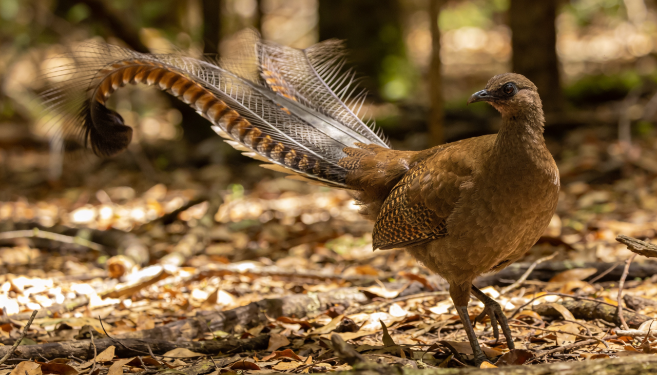 Essas aves habitam as florestas da Austrália