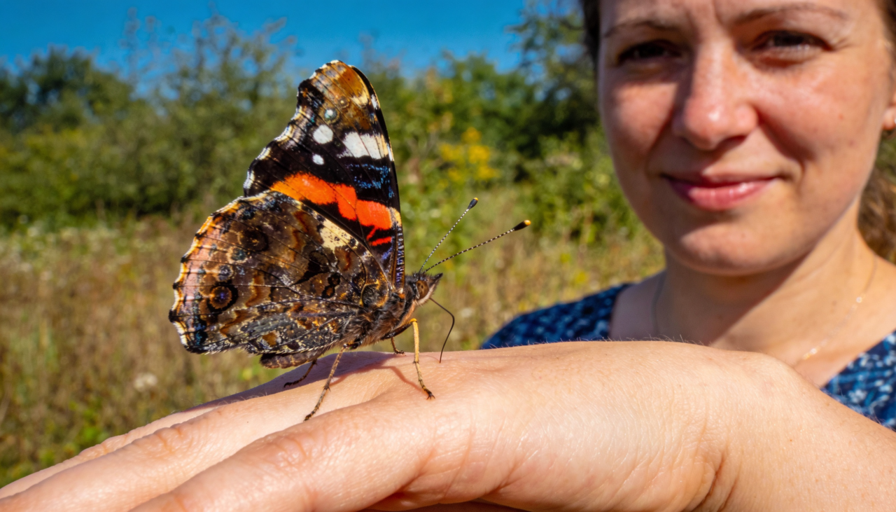 As borboletas costumam pousar em pessoas buscando sais minerais e umidade