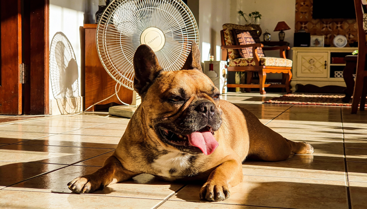 Quando o termômetro ultrapassa 25 graus Celsius, já é momento de ficar atento aos sinais de desconforto do seu pet