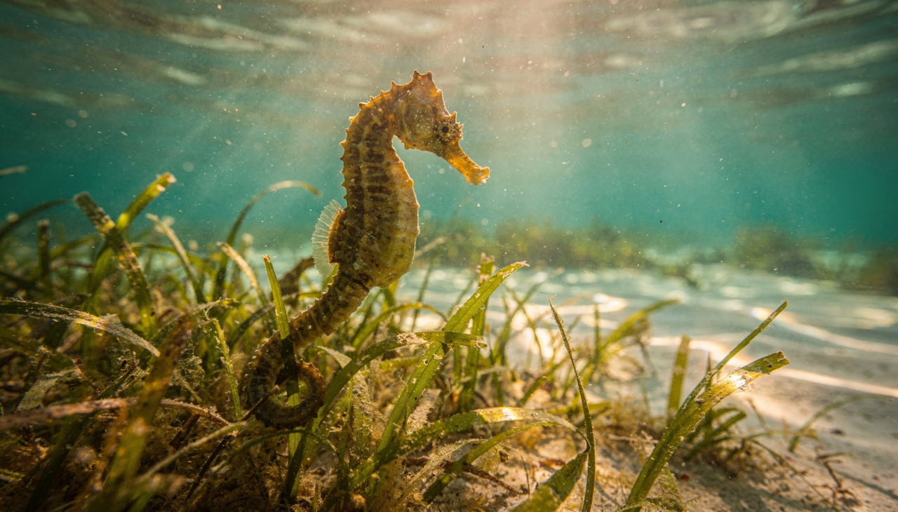 O comportamento do Hippocampus erectus nessa região desafia as expectativas dos biólogos