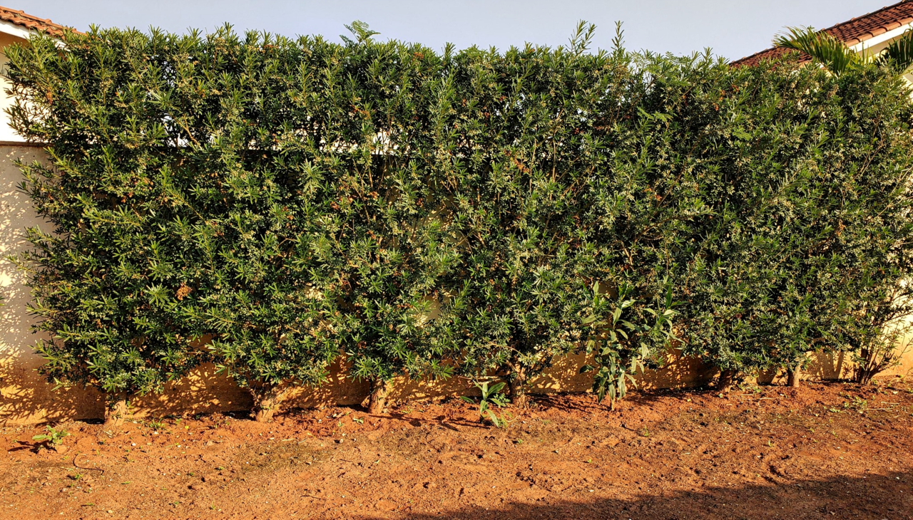 O plantio correto exige um preparo de solo adequado
