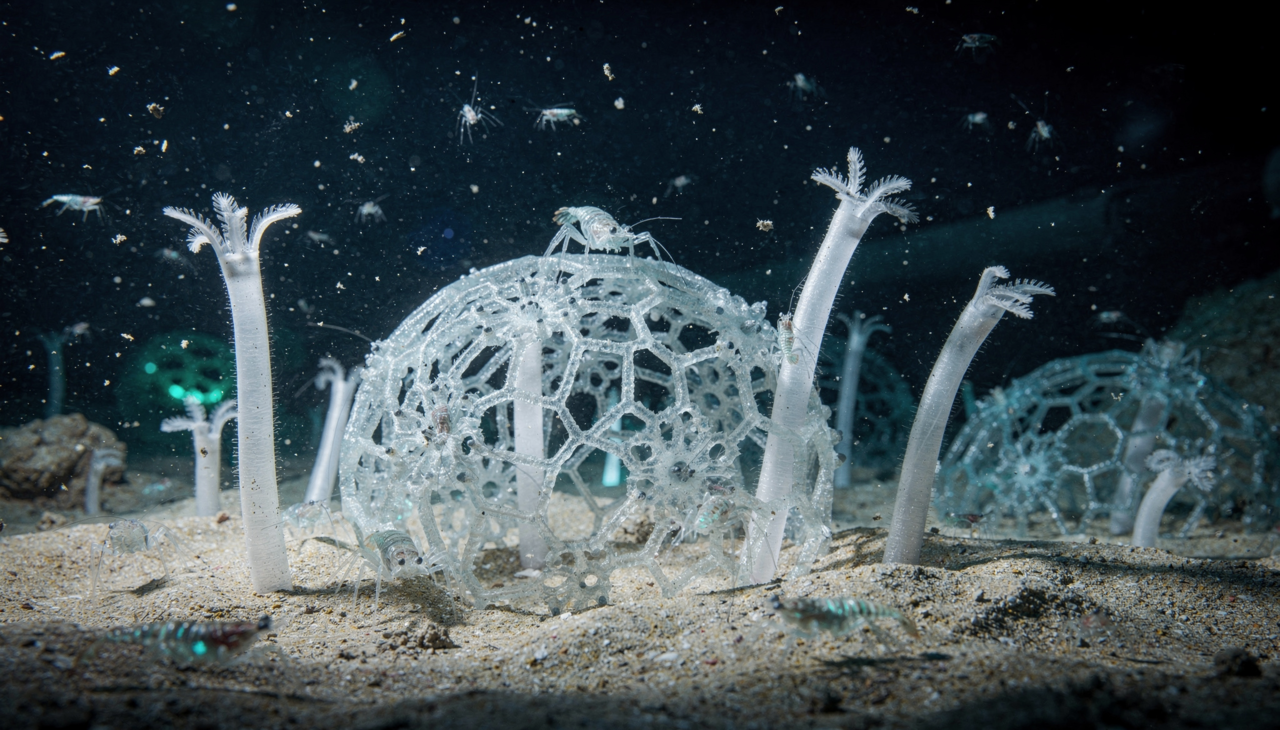 A Zona Clarion-Clipperton é uma vasta planície abissal localizada entre o Havaí e o México