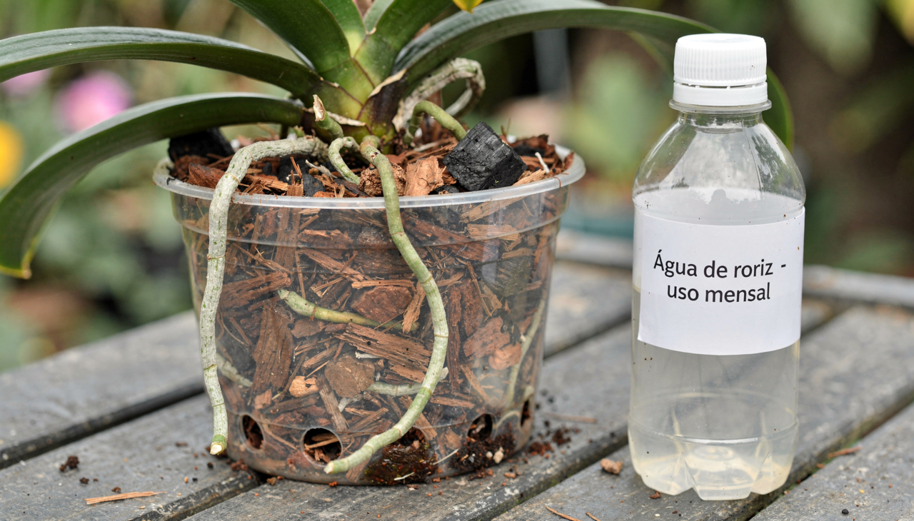 No cultivo de orquídeas, qualquer reforço nutricional deve ser equilibrado