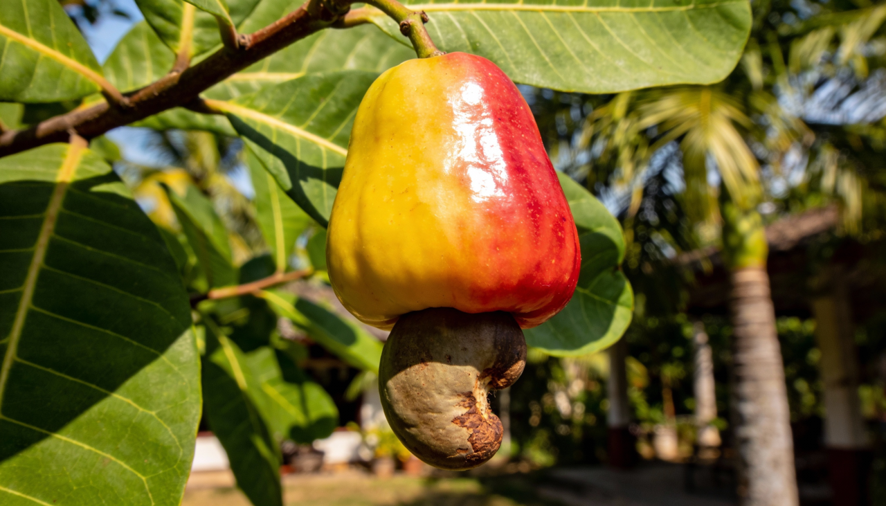 O solo ideal para o cajueiro deve ser arenoso e possuir uma excelente drenagem