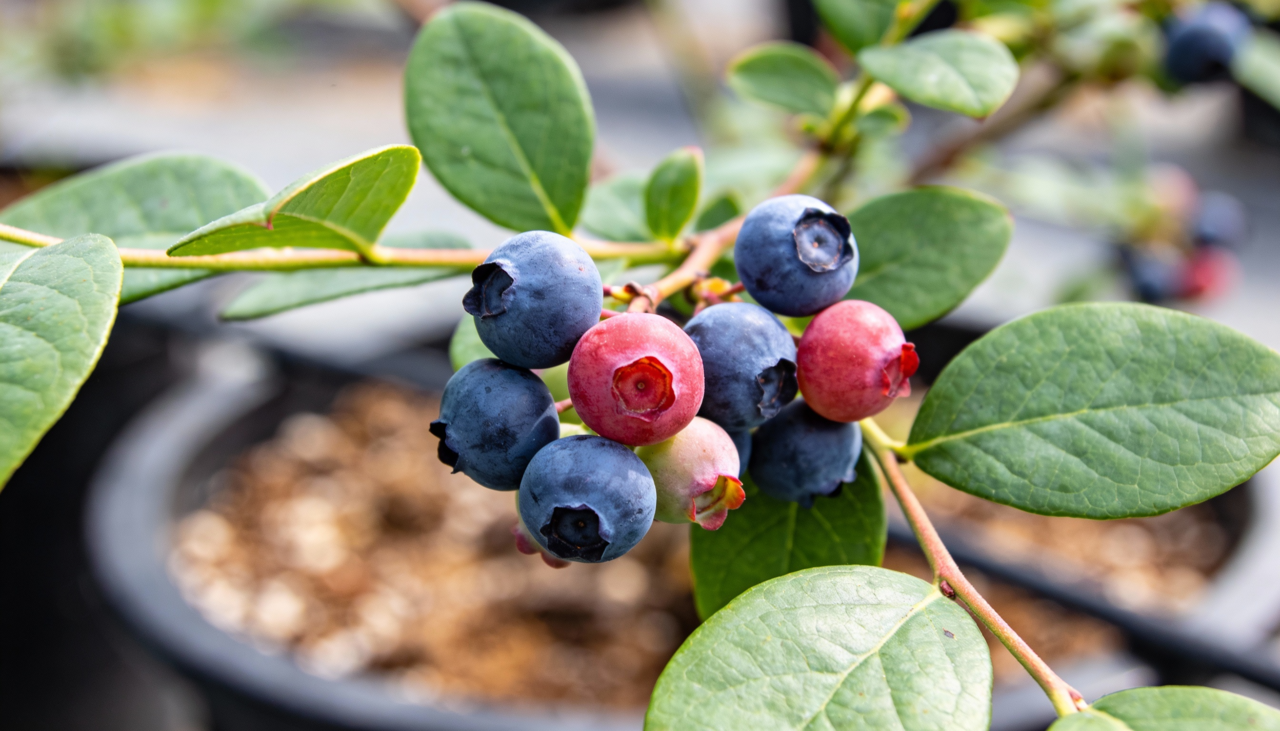 A boa notícia é que você não precisa ser expert em jardinagem para ter sucesso com o mirtilo