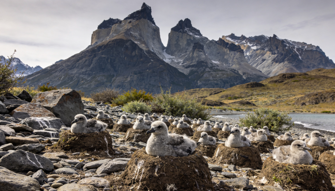 O impacto imediato dessa interação inédita é visualmente chocante e ecologicamente significativo