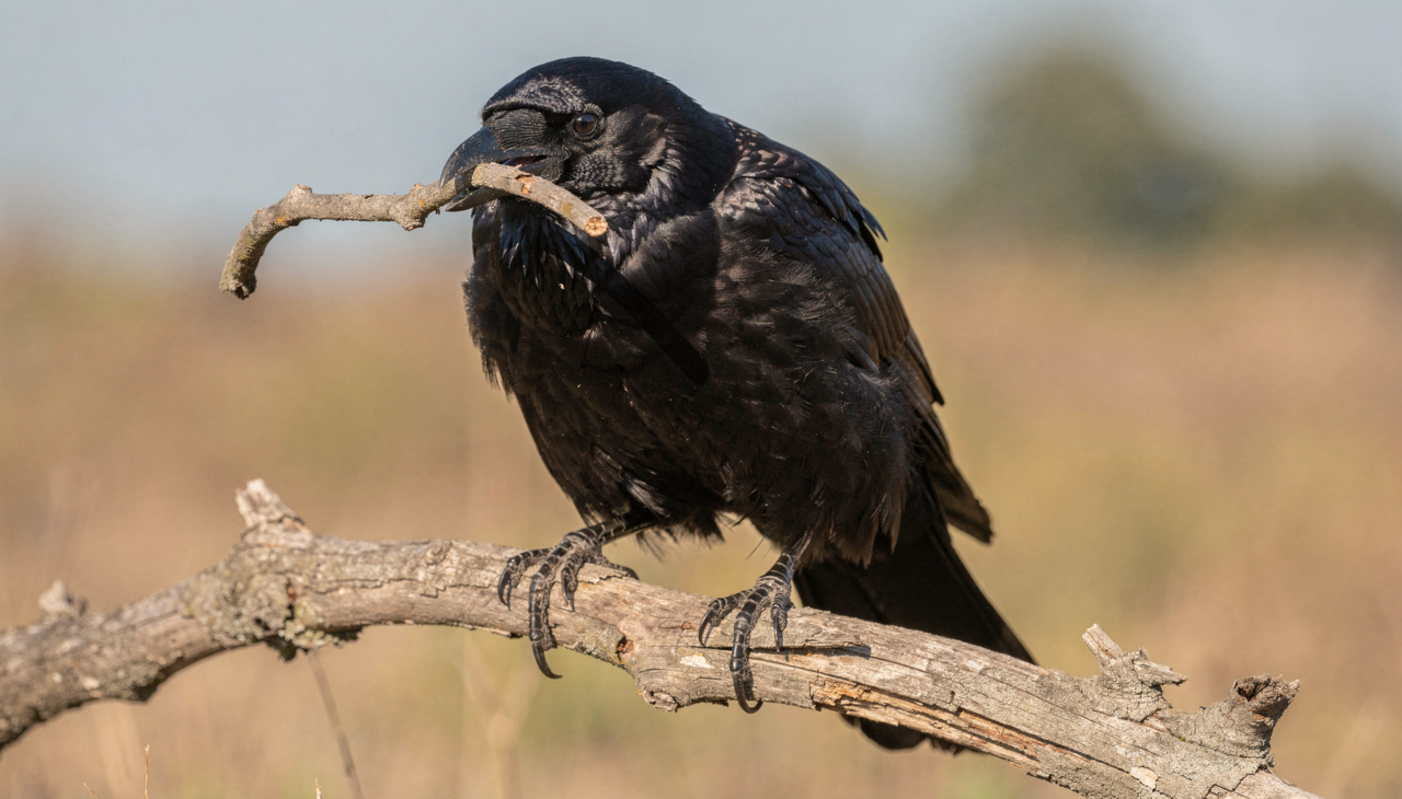 A memória desses seres impressiona qualquer pessoa que estuda o reino animal de forma mais detalhada