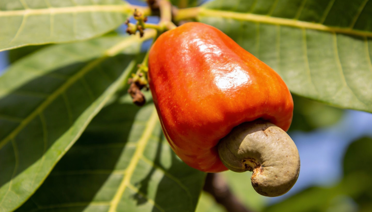 Mudas bem cuidadas garantem alta produtividade