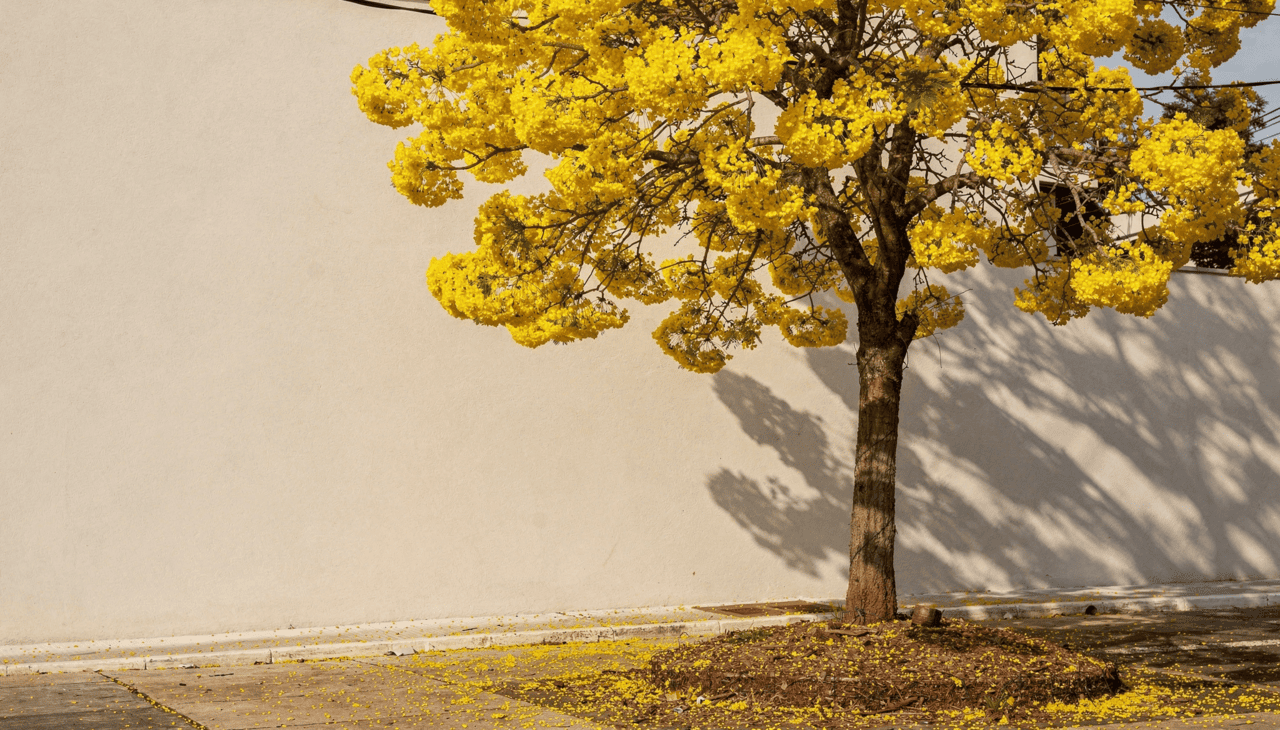A presença de uma árvore que floresce intensamente cria um ponto focal magnífico