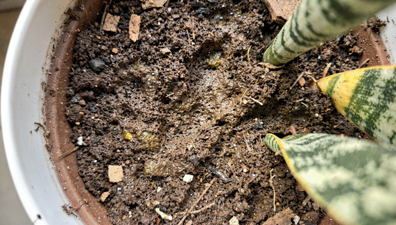 A espada-de-são-jorge é naturalmente resistente precisando de poucos cuidados
